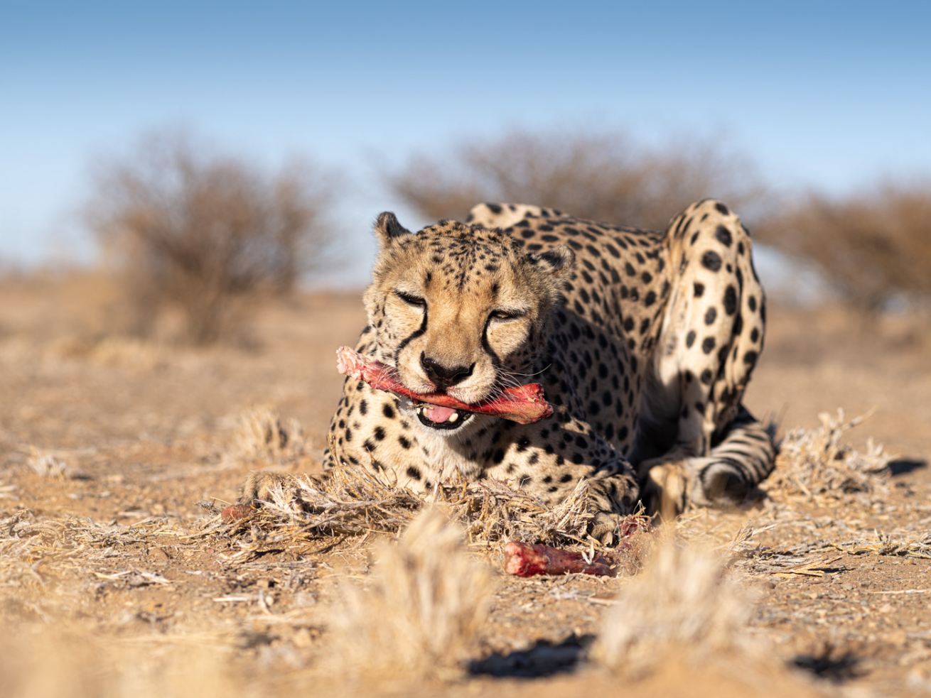 Cheetah Breakfast
